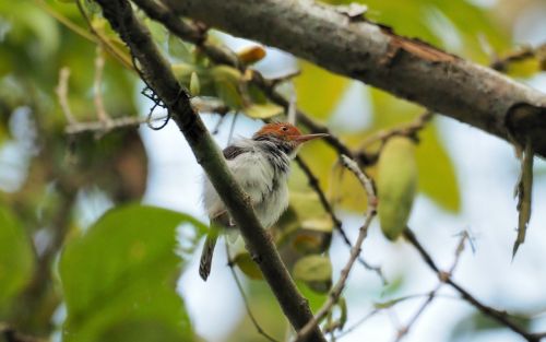 bird tailor common tailor bird