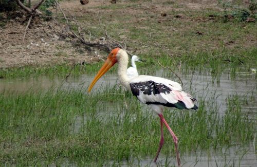 bird stork painted stork
