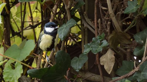 bird tit garden