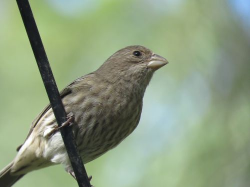 bird close up wildlife