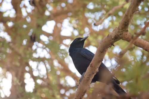 bird oasis animal