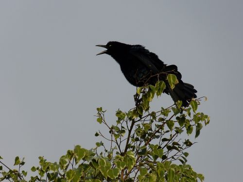 bird tree black