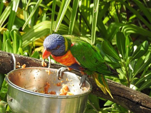 bird multicolor eat