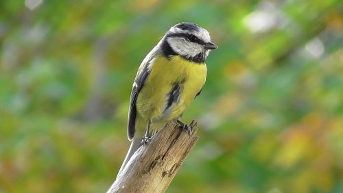 bird tit blue tit