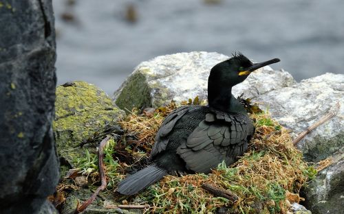 bird sea scotland