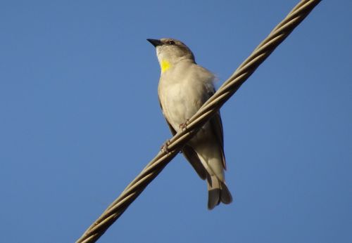 bird sparrow yellow-throated sparrow