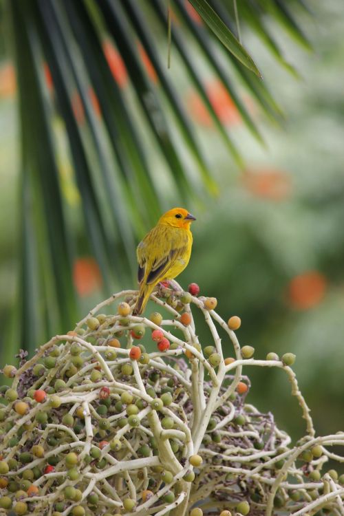 bird yellow palm