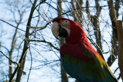 bird parrot colorful