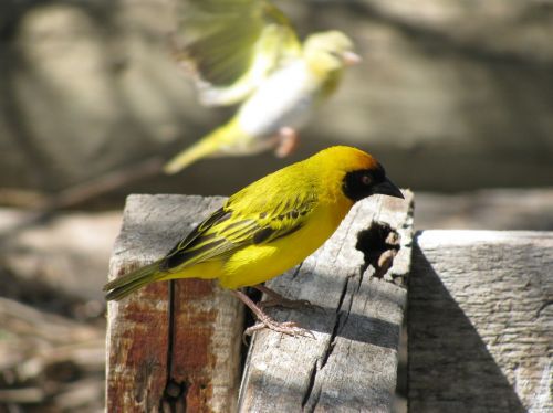 bird yellow color