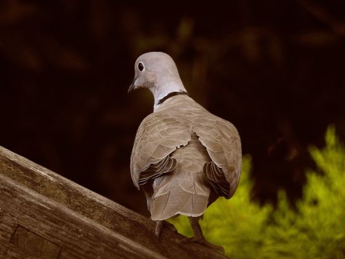 bird dove turkish