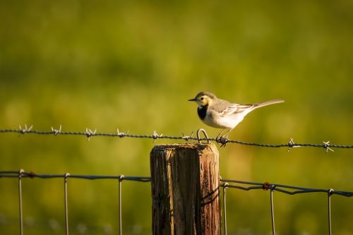 bird fence nature