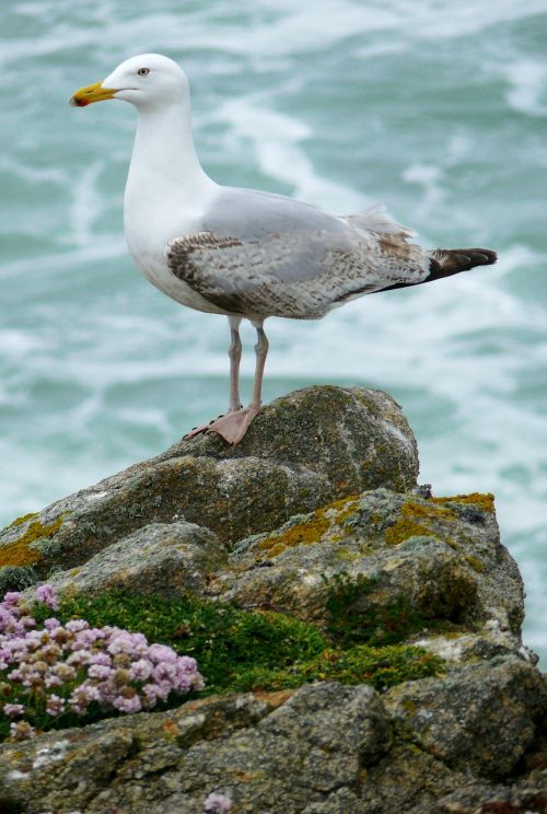 bird seagull nature