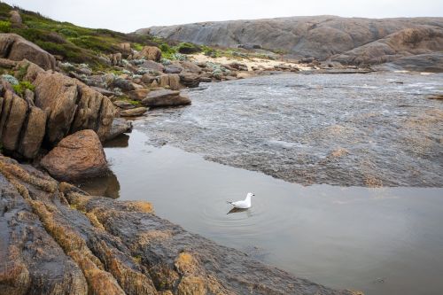 bird sea water