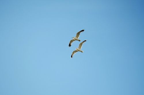 bird seagull animal