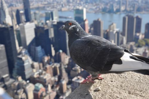 bird new york city