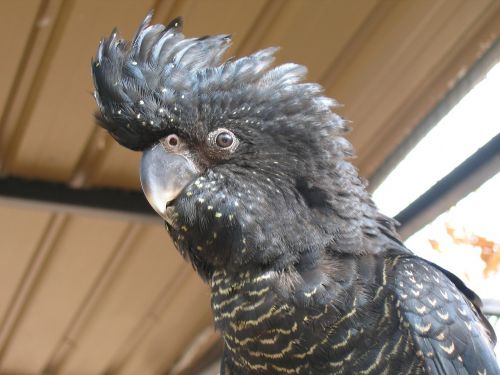 bird cockatoo zoo