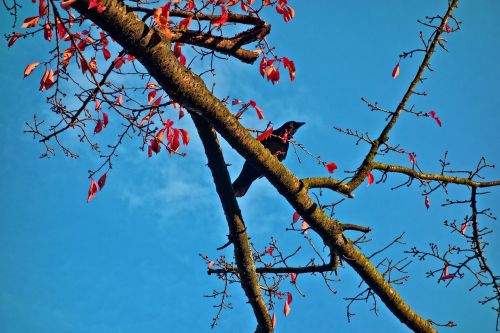 bird crow branch