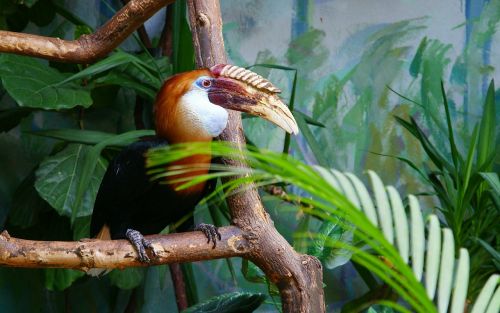 bird toucan zoo