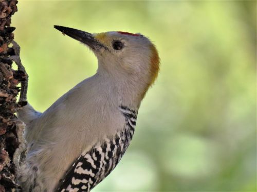 bird woodpecker up close