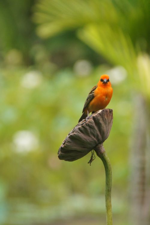 bird ile-maurice garden