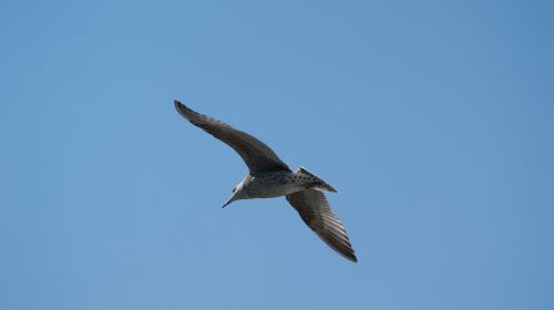 bird seagull sky