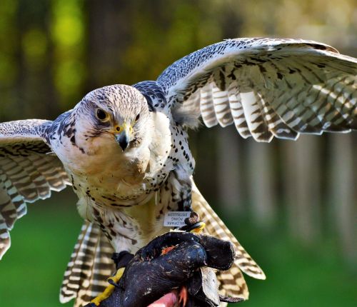 bird falcon raptor