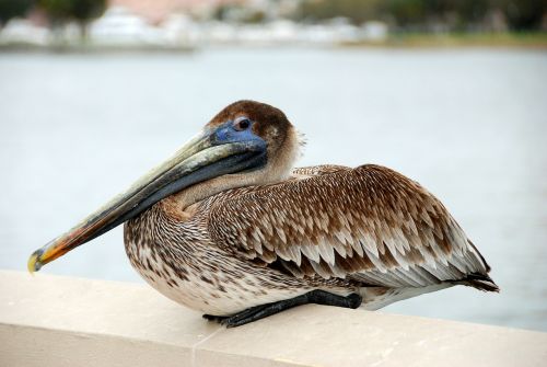 bird pelican water bird