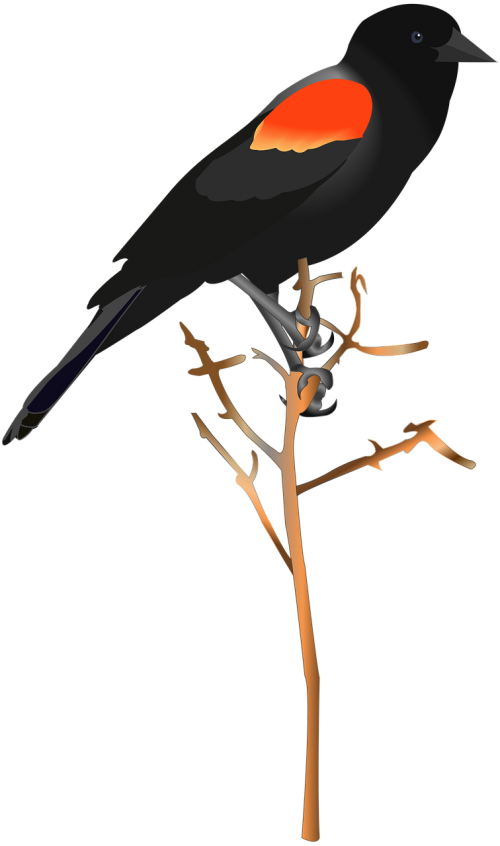 bird red-winged blackbird
