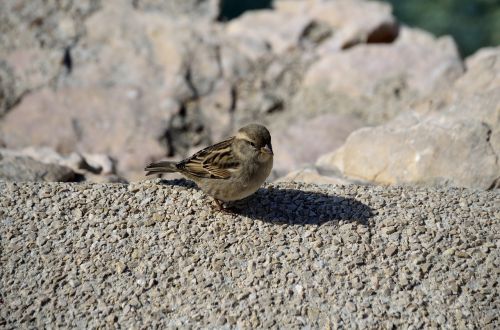 bird nature sparrow