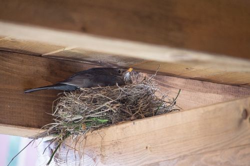 bird nest blackbird