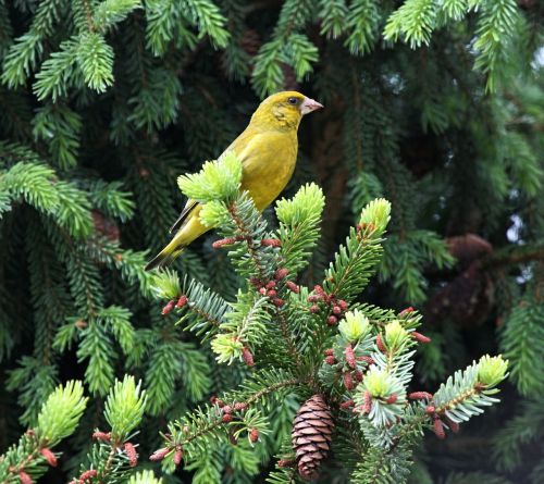 bird bill yellow