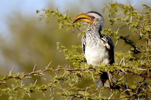 bird nature south africa