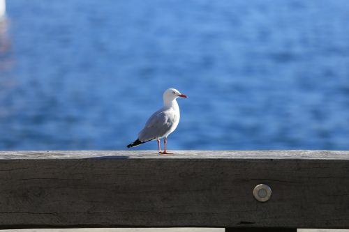 bird seagull feather