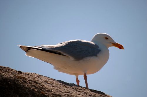 bird sea seagull