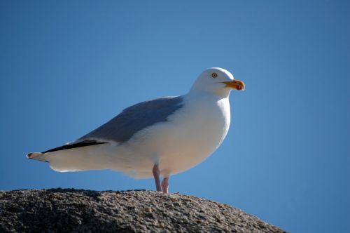 bird sea seagull