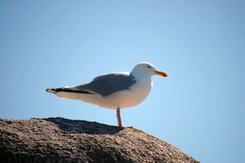 bird sea seagull