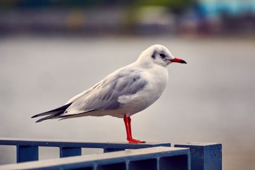 bird seagull animal