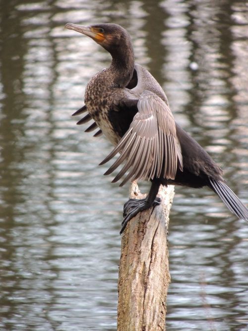 bird water bird animal