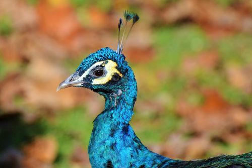 bird peacock peacock feathers