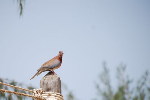 bird senegal pigeon