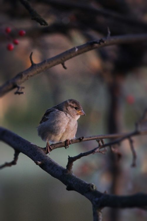 bird sparrow russia