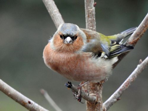 bird tree nature