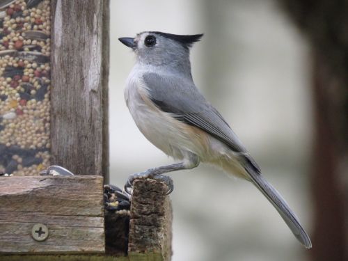 bird cute wildlife