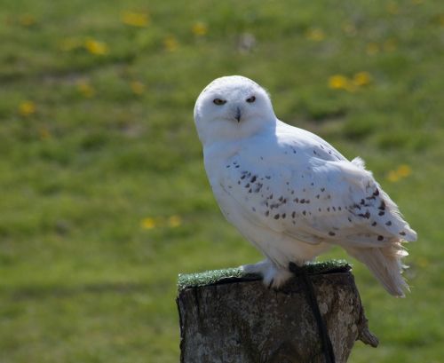 bird snowy owl owl