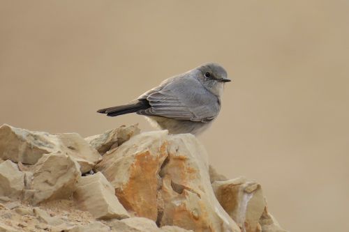bird gray israel