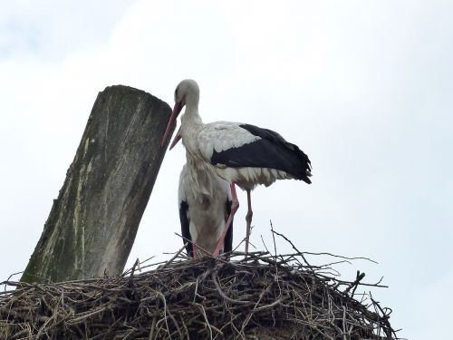 bird nature storks
