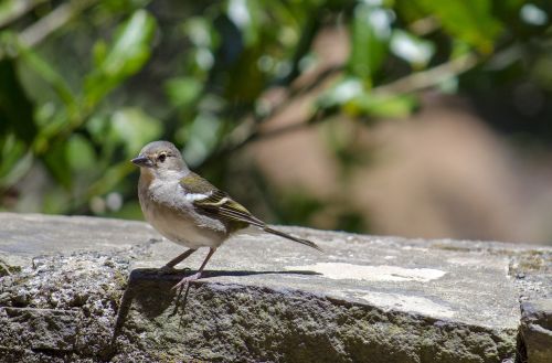 bird nature the sparrow