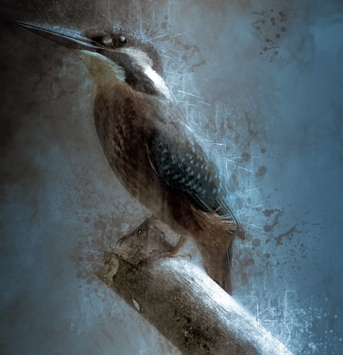 bird kingfisher bill