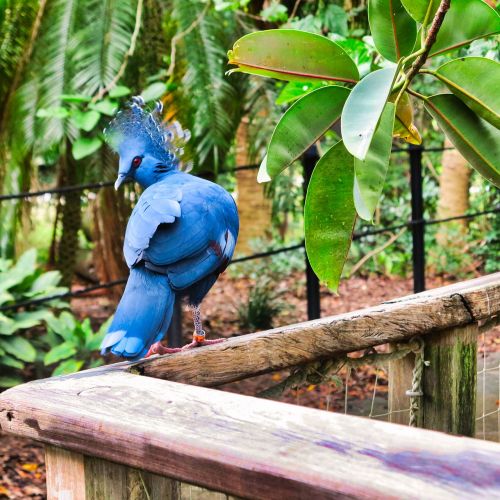 bird zoo parrot