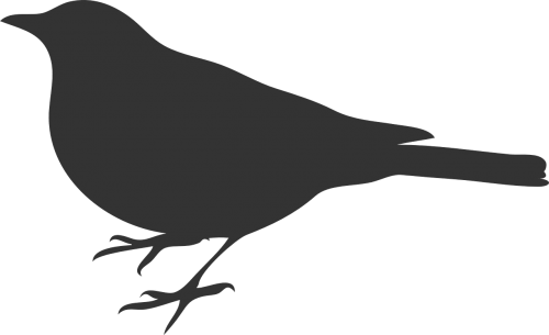bird grey crow
